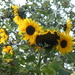 Sunflowers by g3xbm
