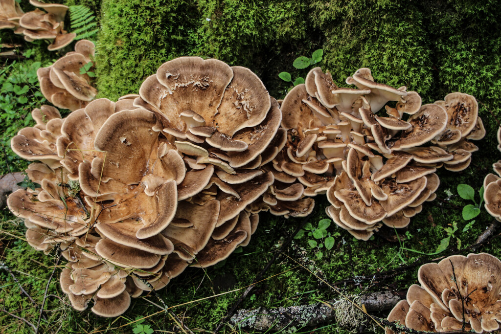 Fungi in Abundance by nodrognai