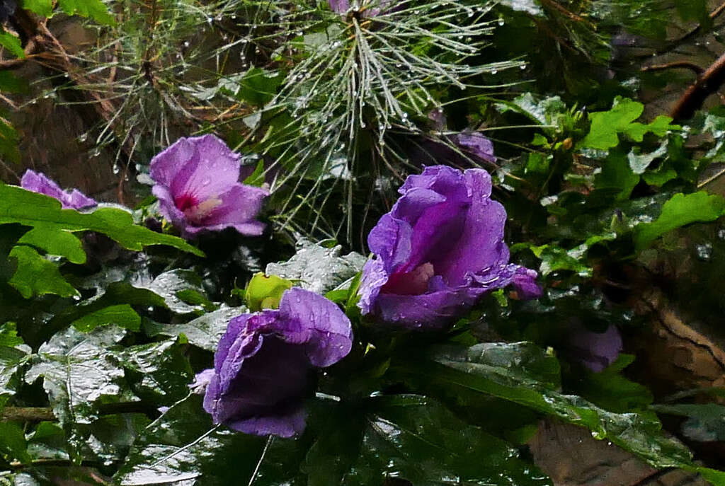 hibiscus in the rain by marijbar