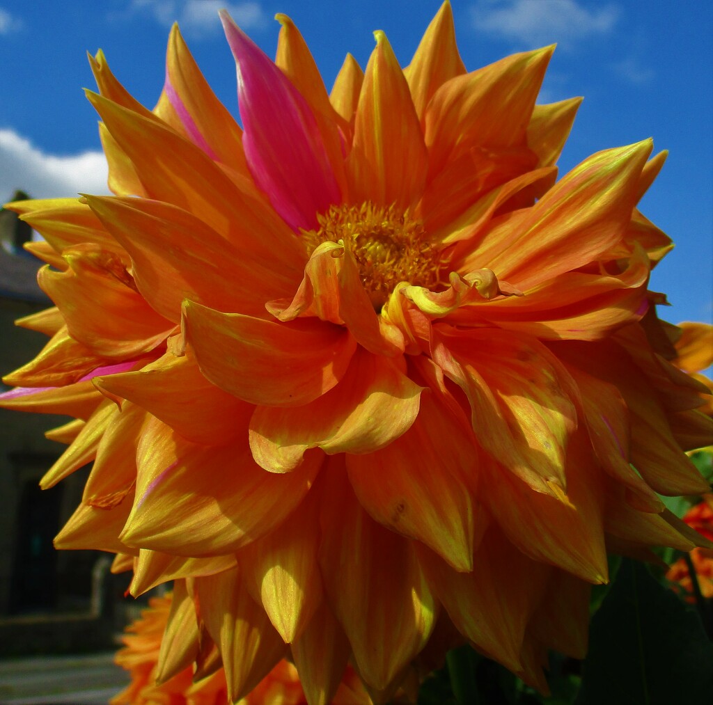 Orange dahlia with bright pink petal.. by grace55