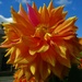Orange dahlia with bright pink petal.. by grace55
