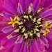 Zinnia Flower Day 9 by cataylor41