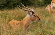 23rd Aug 2021 - Red Lechwe