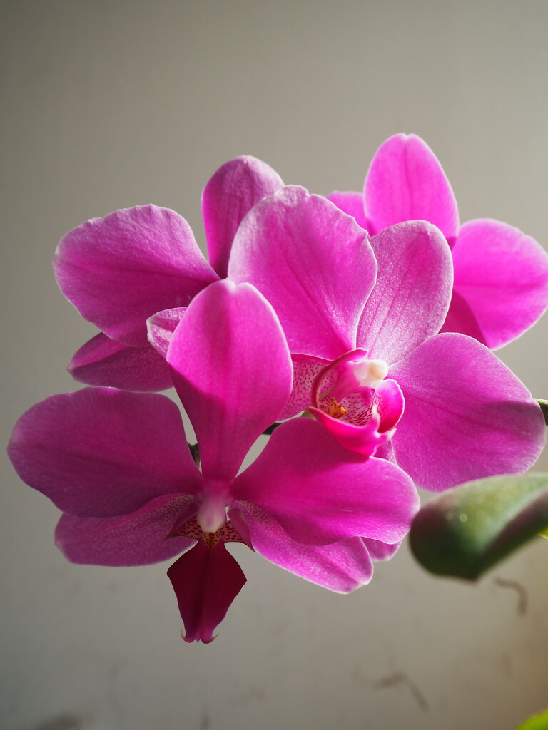 orchids by josiegilbert