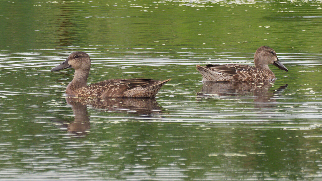 female blue-winged teals by rminer