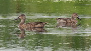 23rd Aug 2021 - female blue-winged teals