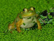 23rd Aug 2021 - frog 