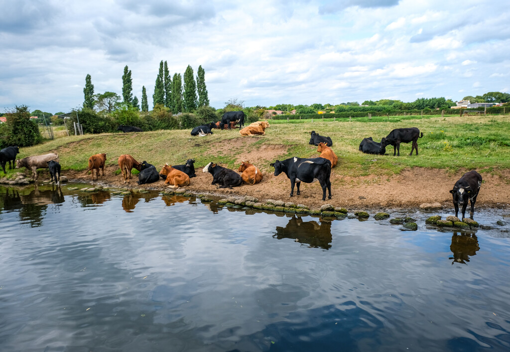 Cows by the River Trent by 365nick