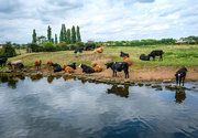22nd Aug 2021 - Cows by the River Trent