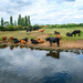 Cows by the River Trent by 365nick