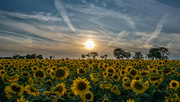 23rd Aug 2021 - Sun Sunflowers and Sundogs! 