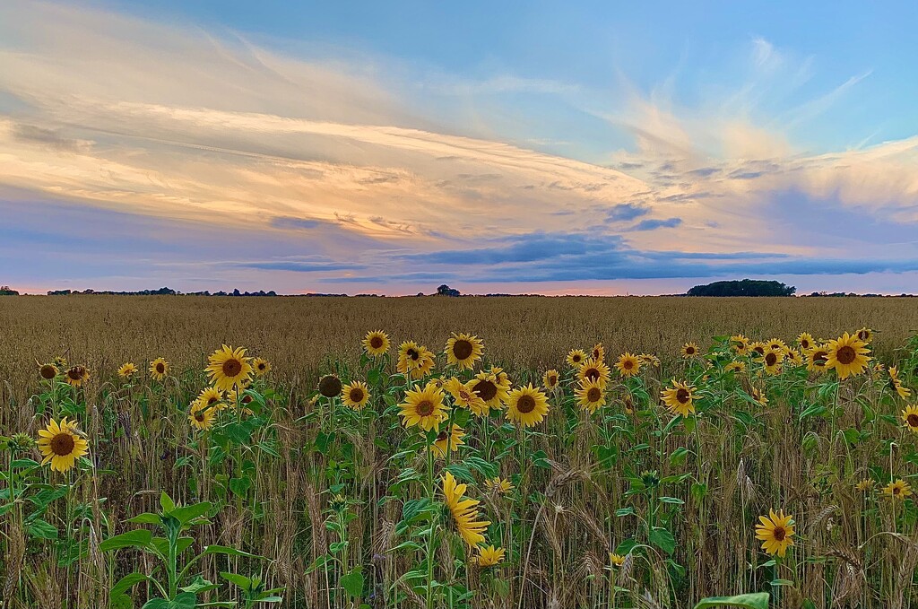 Evening Sunflowers by carole_sandford