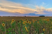 23rd Aug 2021 - Evening Sunflowers