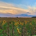Evening Sunflowers by carole_sandford