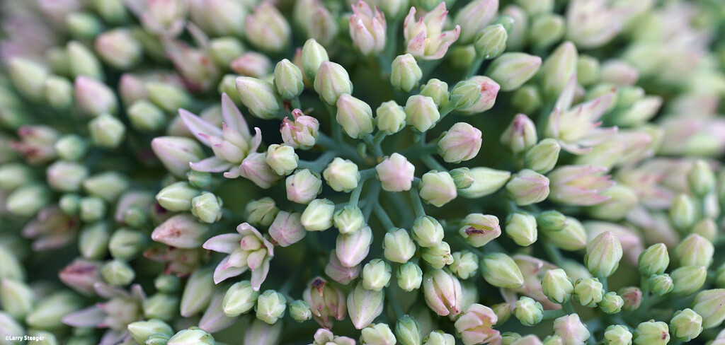 Sedum buds by larrysphotos