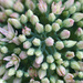 Sedum buds by larrysphotos