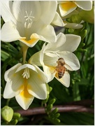 22nd Aug 2021 - Coated in Freesia Pollen