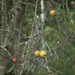 apple tree by francoise