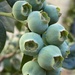Blueberries  by narayani