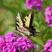 Swallowtail on the Phlox by genealogygenie