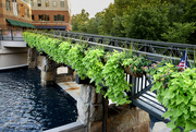 23rd Aug 2021 - Stylish Bridge Over Mill Creek Fountains