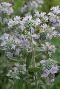23rd Aug 2021 - Whorled Mountainmint