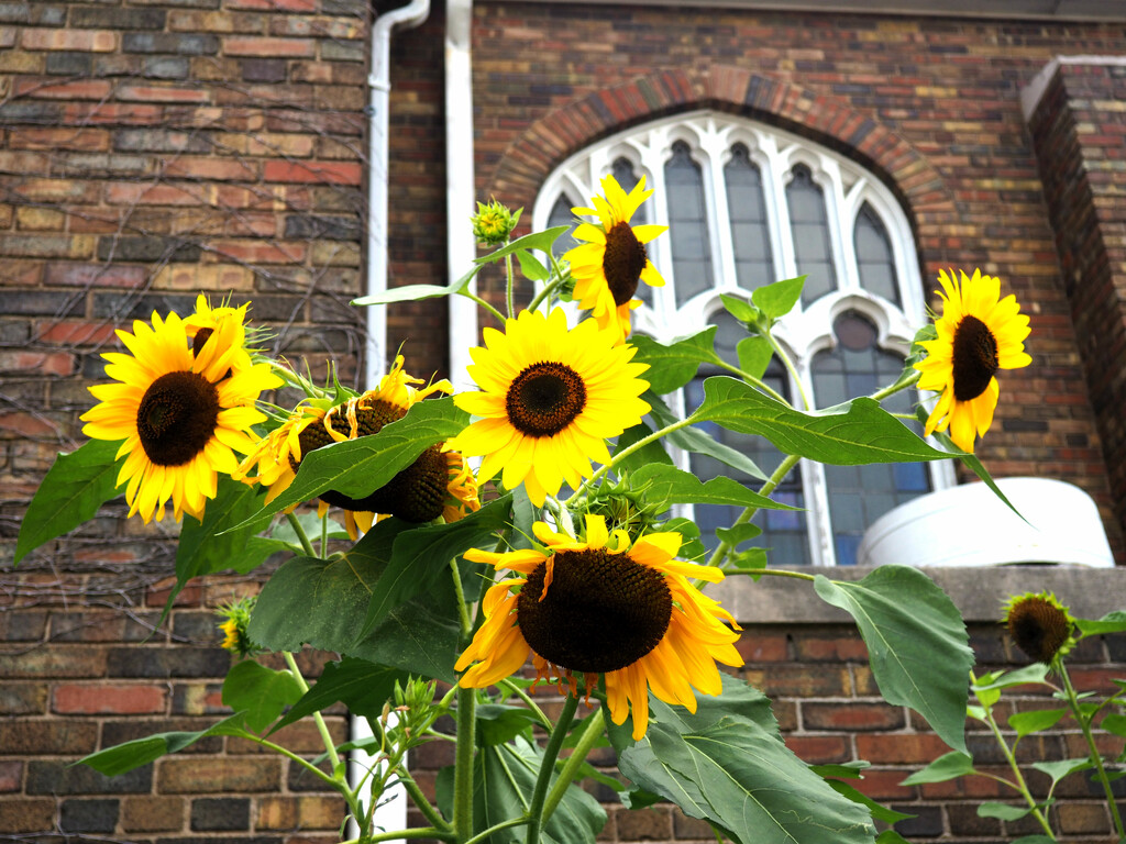 sunflowers at the churchyard by summerfield