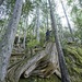 Large Stump by mitchell304