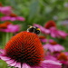 bee on echinacea by quietpurplehaze