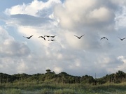 24th Aug 2021 - Pelicans above the dunes