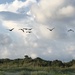 Pelicans above the dunes by congaree