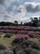 24th Aug 2021 - blooming heather