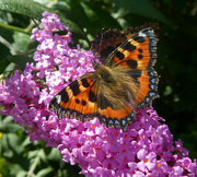 24th Aug 2021 - Flutter   Of Butterflies.