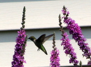 24th Aug 2021 - A beautiful hummingbird came to visit