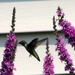 A beautiful hummingbird came to visit by bruni