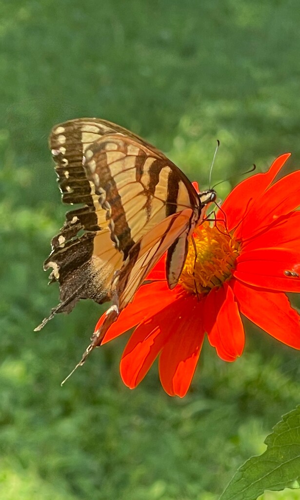 Butterfly and Tithonia  by essiesue