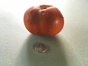 24th Aug 2021 - Giant tomato