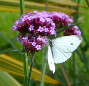 23rd Aug 2021 - Large White Butterfly