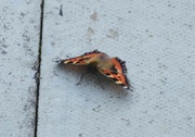 24th Aug 2021 - Red Admiral Butterfly
