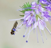 24th Aug 2021 - Hoverfly ...........