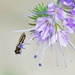 Hoverfly ........... by ziggy77