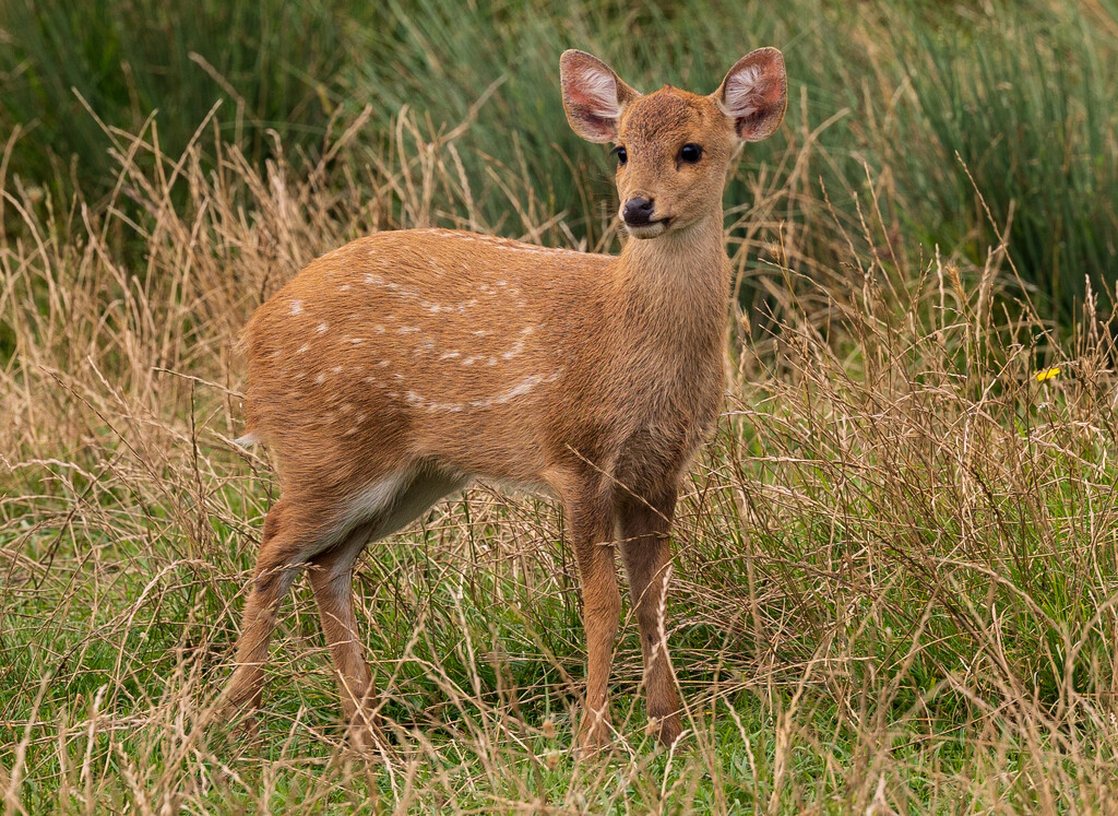 Hog deer by peadar
