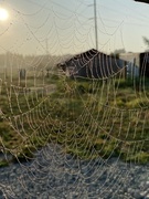 18th Aug 2021 - Morning Spider Web