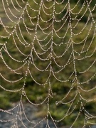 14th Aug 2021 - Closeup Spider Web
