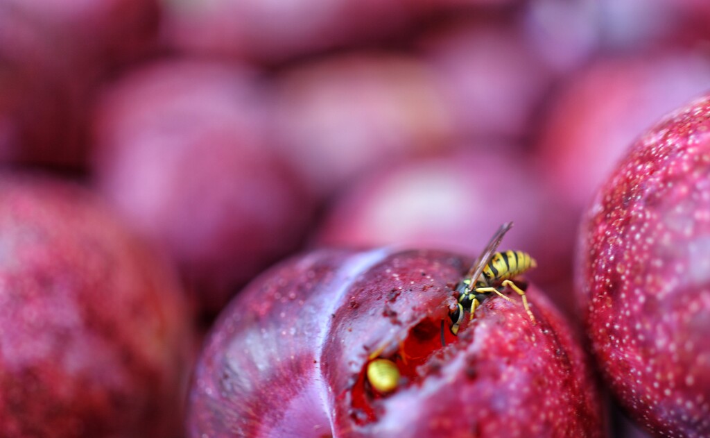 The wasp has a plum feast by okvalle