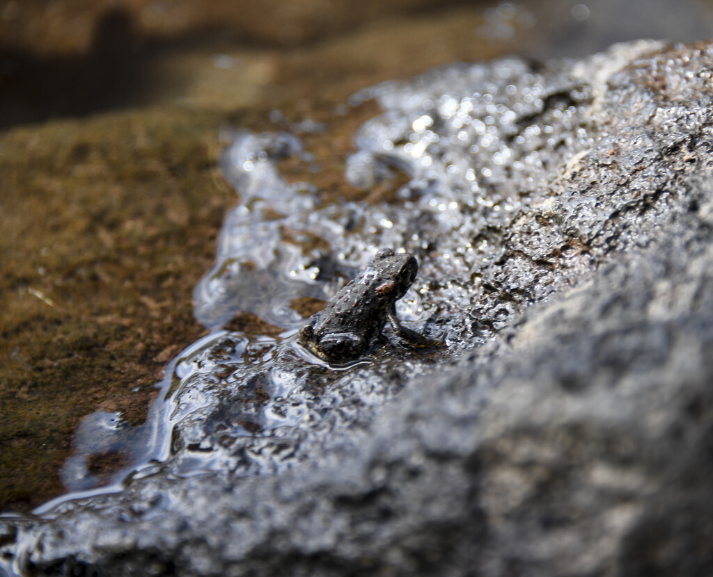 Tiny froggie, a the mountain lake, Central OR by epcello