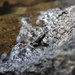 Tiny froggie, a the mountain lake, Central OR
