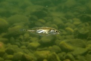 24th Aug 2021 - SWIMMING WITH STICKLEBACKS