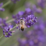 21st Aug 2021 - the bee and the lavender
