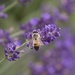 the bee and the lavender by helenhall